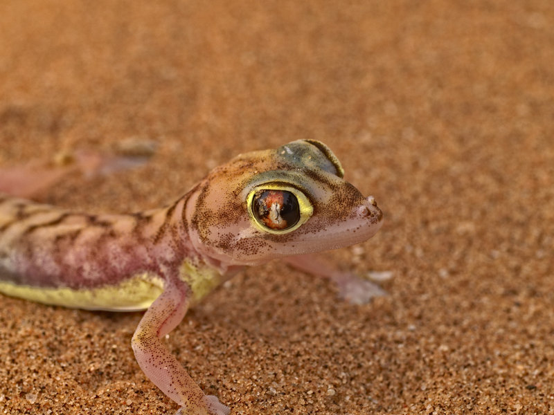 Swakopmund, Palmato Gecko